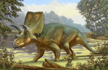 a triceratops
