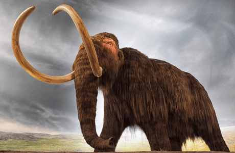 a woolly mammoth